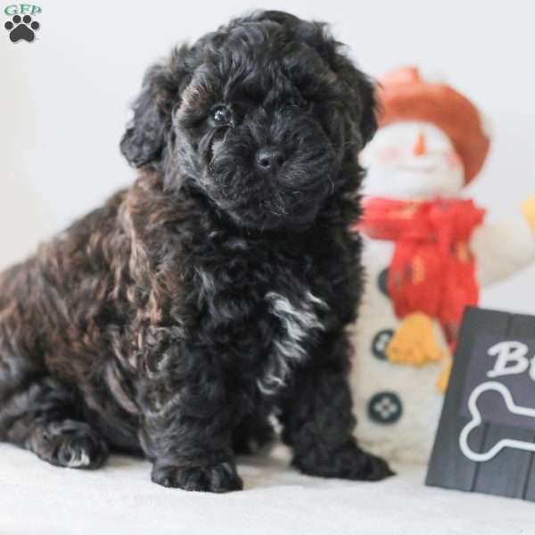 Bear, Teddy Bear Puppy