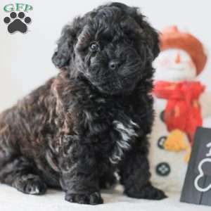 Bear, Teddy Bear Puppy