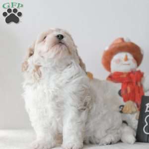 Buttons, Teddy Bear Puppy