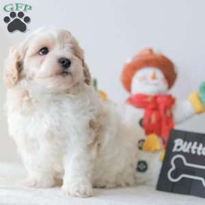 Buttons, Teddy Bear Puppy