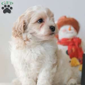 Buttons, Teddy Bear Puppy