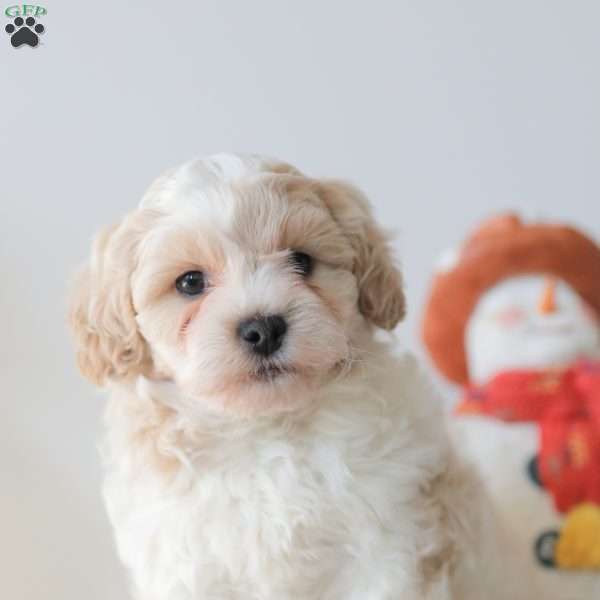 Buttons, Teddy Bear Puppy