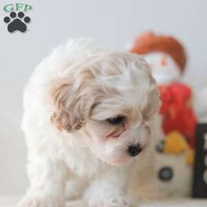 Buttons, Teddy Bear Puppy