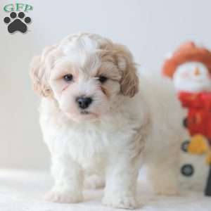 Buttons, Teddy Bear Puppy