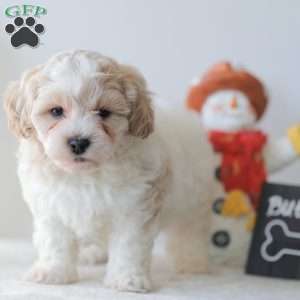 Buttons, Teddy Bear Puppy