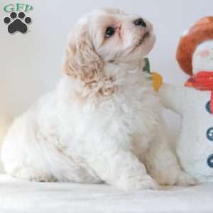 Buttons, Teddy Bear Puppy