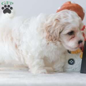 Buttons, Teddy Bear Puppy