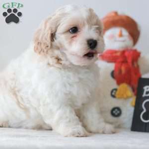 Buttons, Teddy Bear Puppy