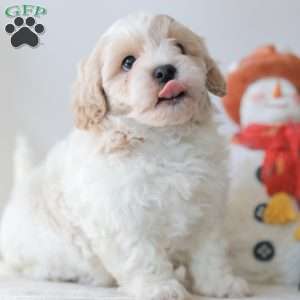 Buttons, Teddy Bear Puppy