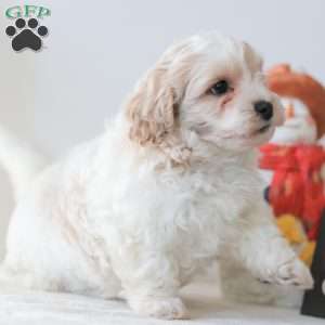 Buttons, Teddy Bear Puppy