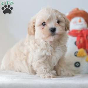 Barkley, Teddy Bear Puppy