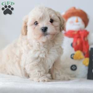 Barkley, Teddy Bear Puppy