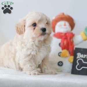 Barkley, Teddy Bear Puppy