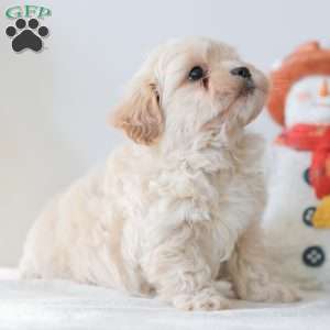 Barkley, Teddy Bear Puppy