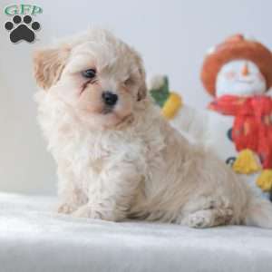 Barkley, Teddy Bear Puppy