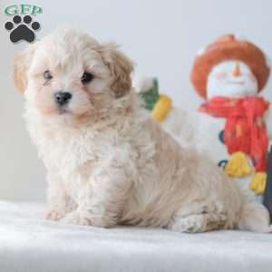 Barkley, Teddy Bear Puppy