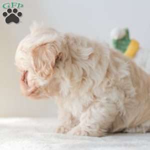 Barkley, Teddy Bear Puppy