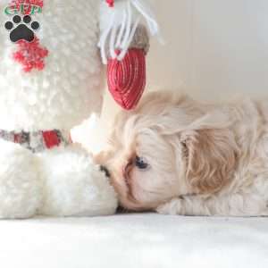 Barkley, Teddy Bear Puppy