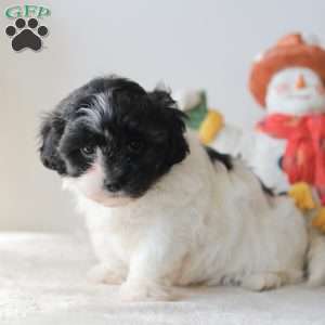 Breeze, Teddy Bear Puppy