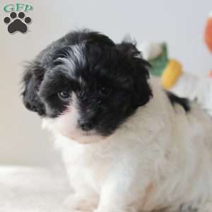 Breeze, Teddy Bear Puppy