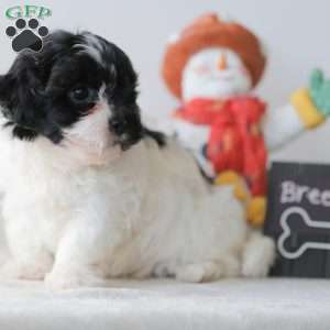 Breeze, Teddy Bear Puppy