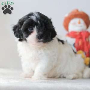 Breeze, Teddy Bear Puppy