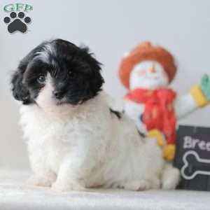 Breeze, Teddy Bear Puppy