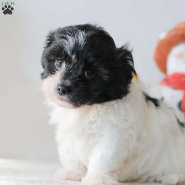 Breeze, Teddy Bear Puppy