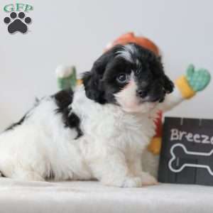 Breeze, Teddy Bear Puppy