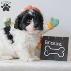 Breeze, Teddy Bear Puppy