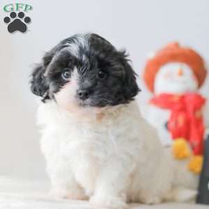 Breeze, Teddy Bear Puppy