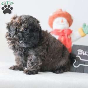 Buzz, Teddy Bear Puppy