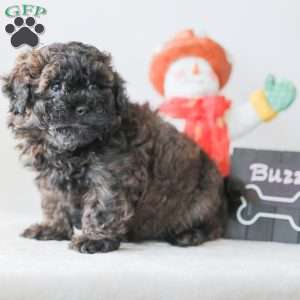 Buzz, Teddy Bear Puppy