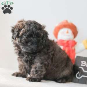 Buzz, Teddy Bear Puppy