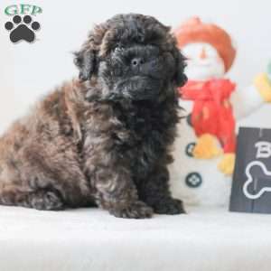 Buzz, Teddy Bear Puppy