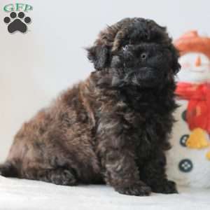 Buzz, Teddy Bear Puppy