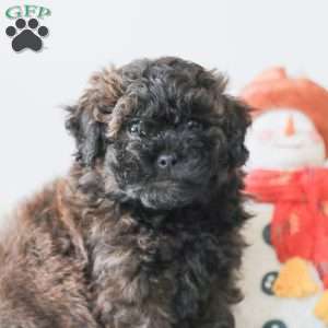 Buzz, Teddy Bear Puppy