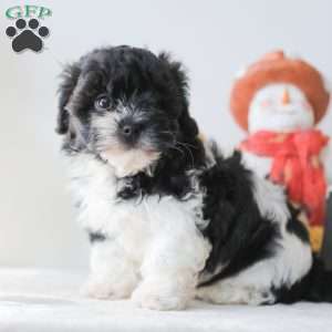 Briella, Teddy Bear Puppy