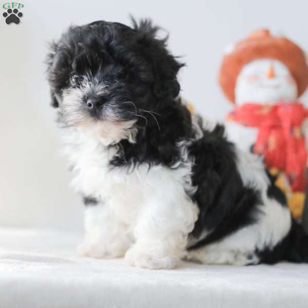 Briella, Teddy Bear Puppy