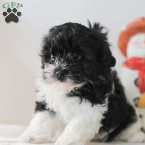 Briella, Teddy Bear Puppy