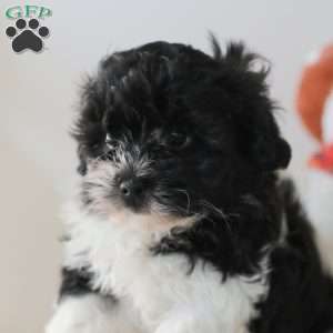 Briella, Teddy Bear Puppy