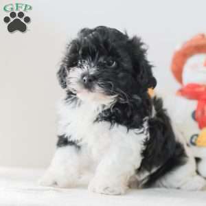 Briella, Teddy Bear Puppy