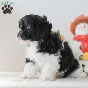 Briella, Teddy Bear Puppy