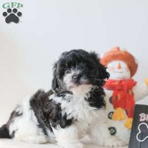 Briella, Teddy Bear Puppy