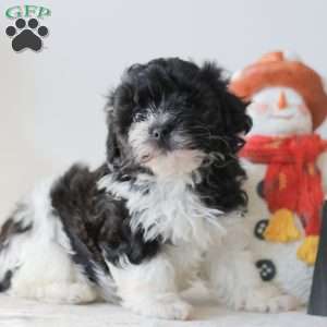 Briella, Teddy Bear Puppy