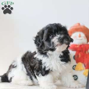 Briella, Teddy Bear Puppy