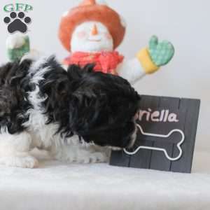 Briella, Teddy Bear Puppy