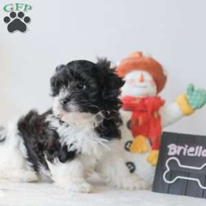 Briella, Teddy Bear Puppy