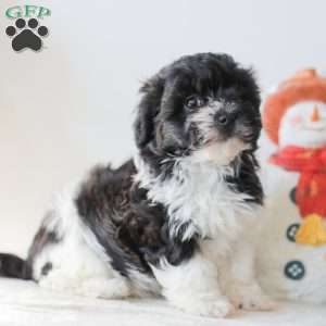 Briella, Teddy Bear Puppy