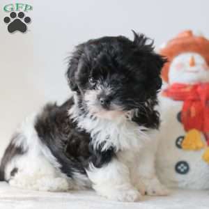 Briella, Teddy Bear Puppy